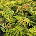 Tavoľníkovec jarabinolistý (Sorbaria sorbifolia) ´SEM®´ - výška 20-30 cm, kont. C3L